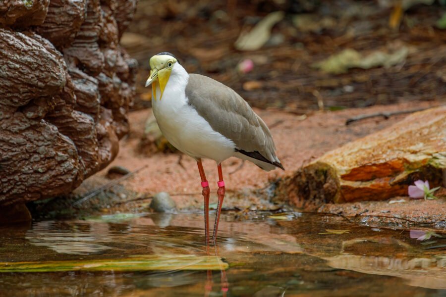 Masked Lapwing Standing At Edge Of Pond