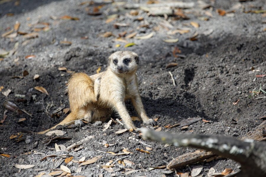 Meerkat Digging In Dirt