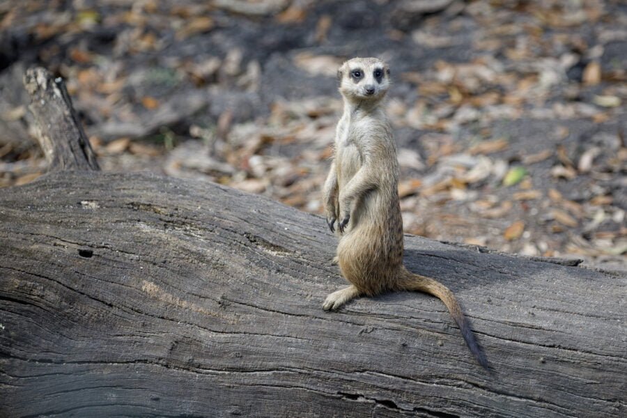 Meerkat Standing At Attention