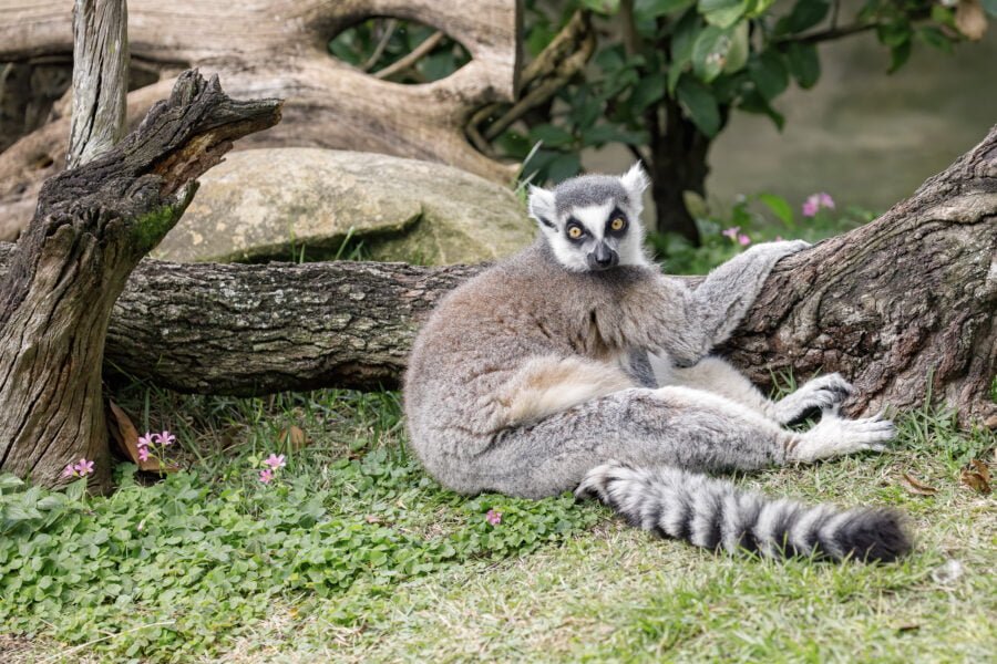 Ring Tailed Lemur Leaning Against Tree