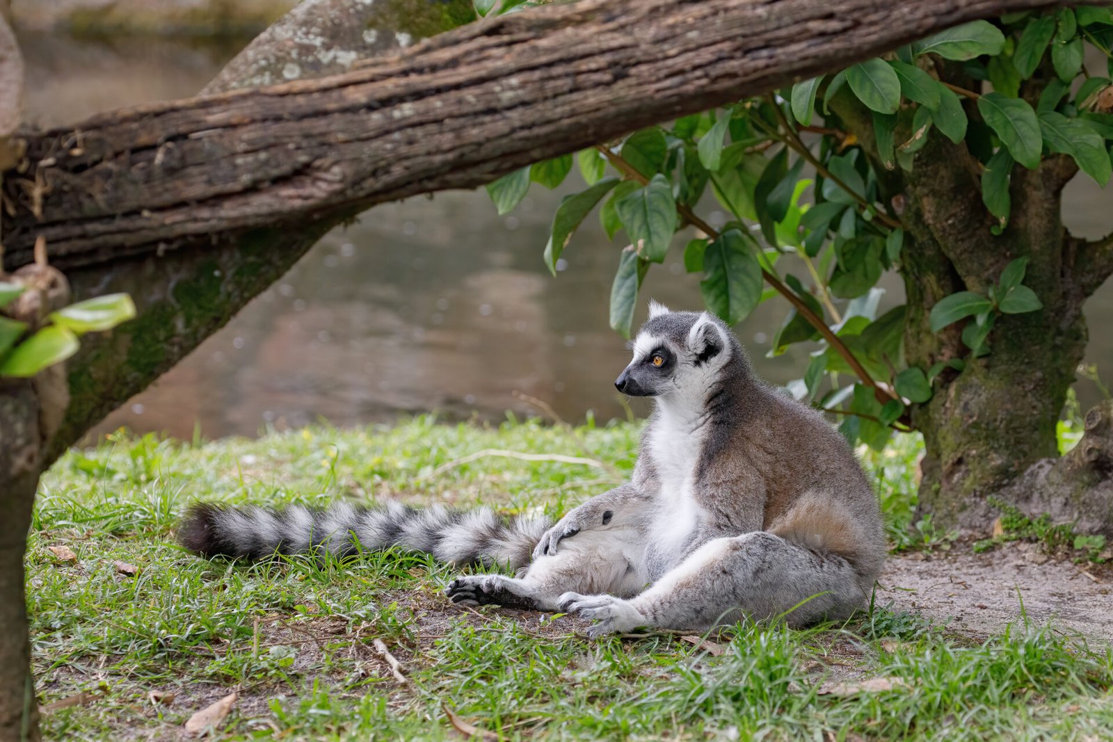 Ring Tailed Lemur Sitting Up