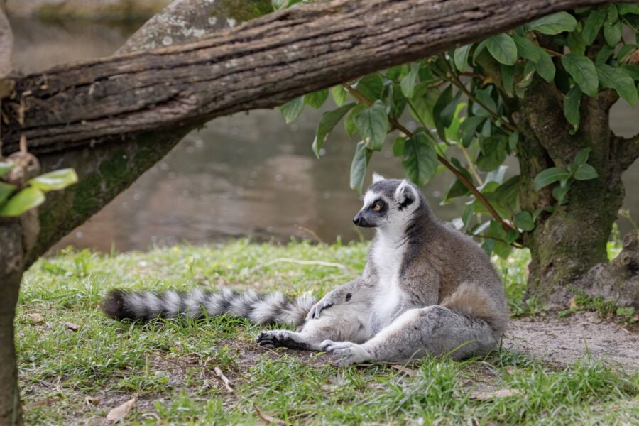 Ring Tailed Lemur Sitting Up