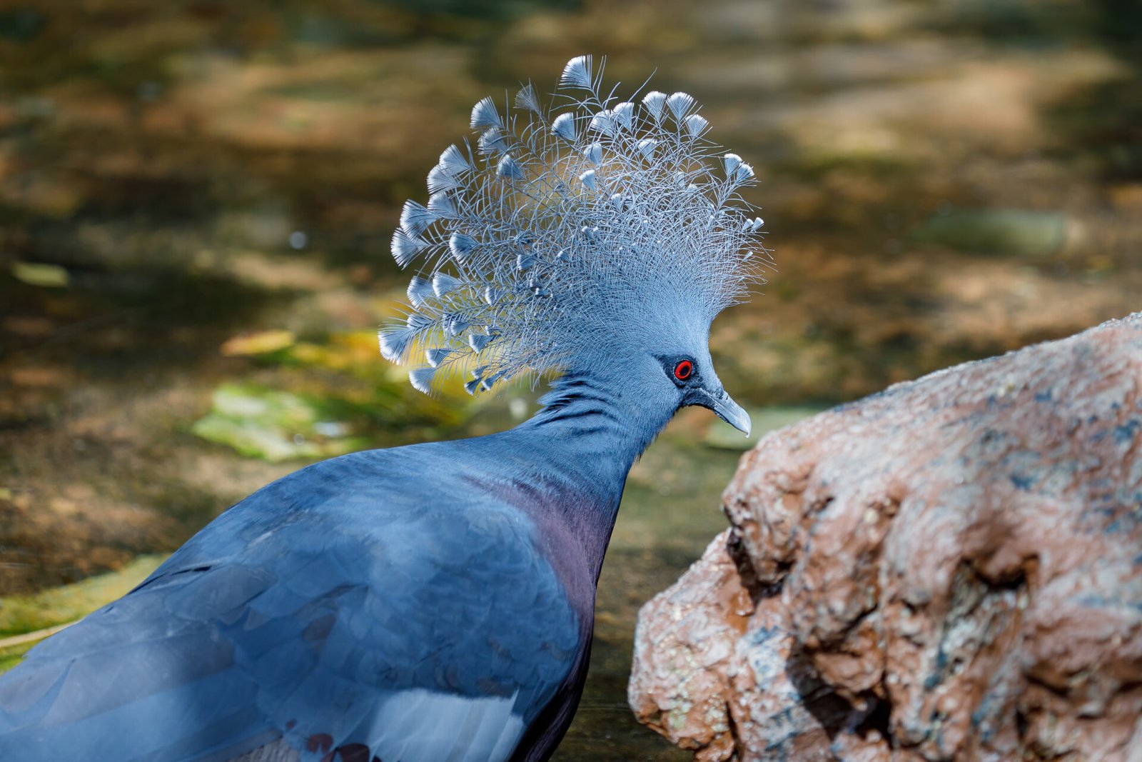 Victoria Crowned Pigeon Portrait