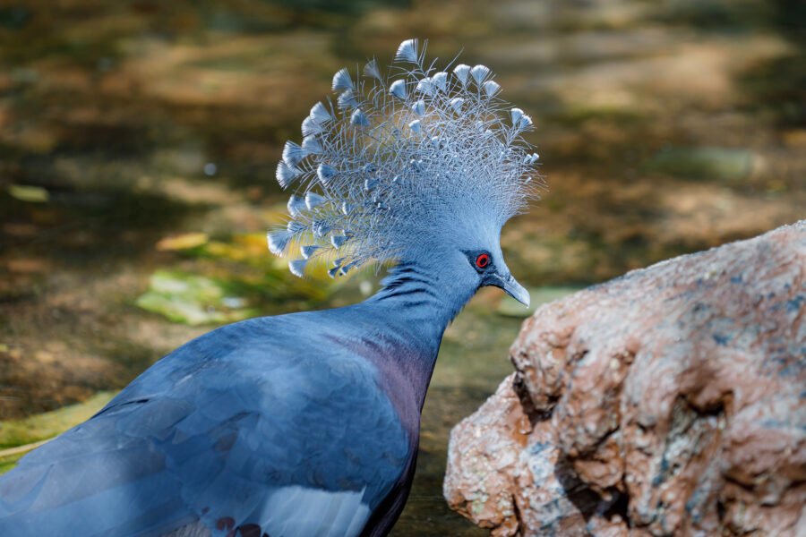 Victoria Crowned Pigeon Portrait