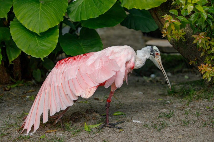 Roseate Spoonbill Stretching Wing
