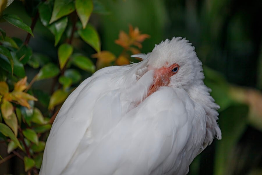 White Ibis Resting With Beak Between Wings