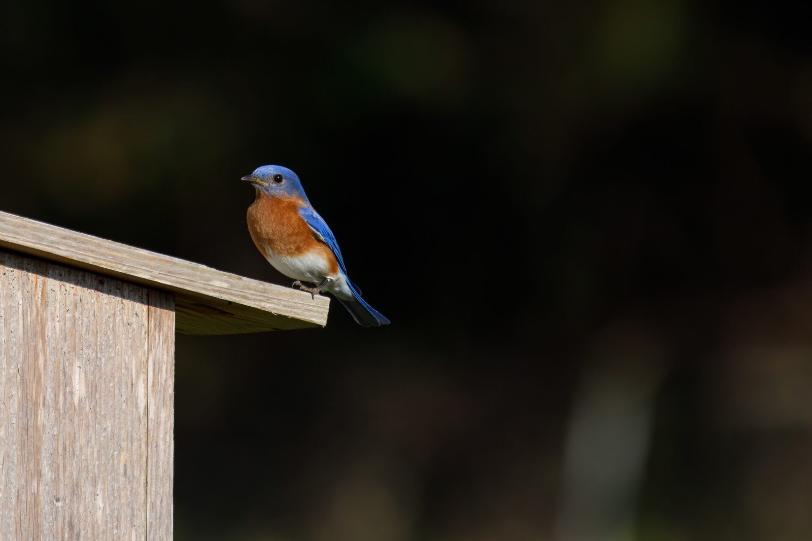 Bluebird Male Sitting On Edge Of Nesting House