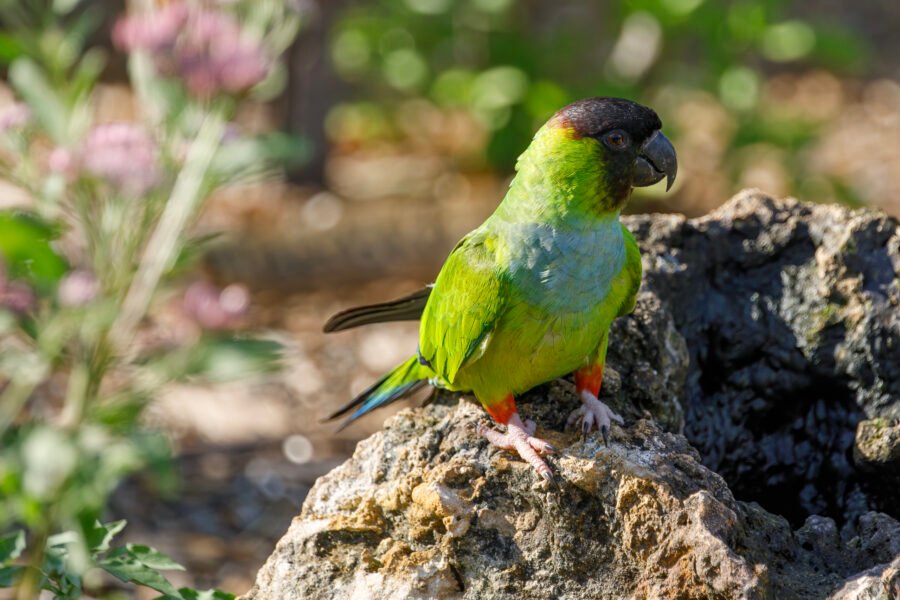 Nanday Parakeet Sitting By Water Fountain