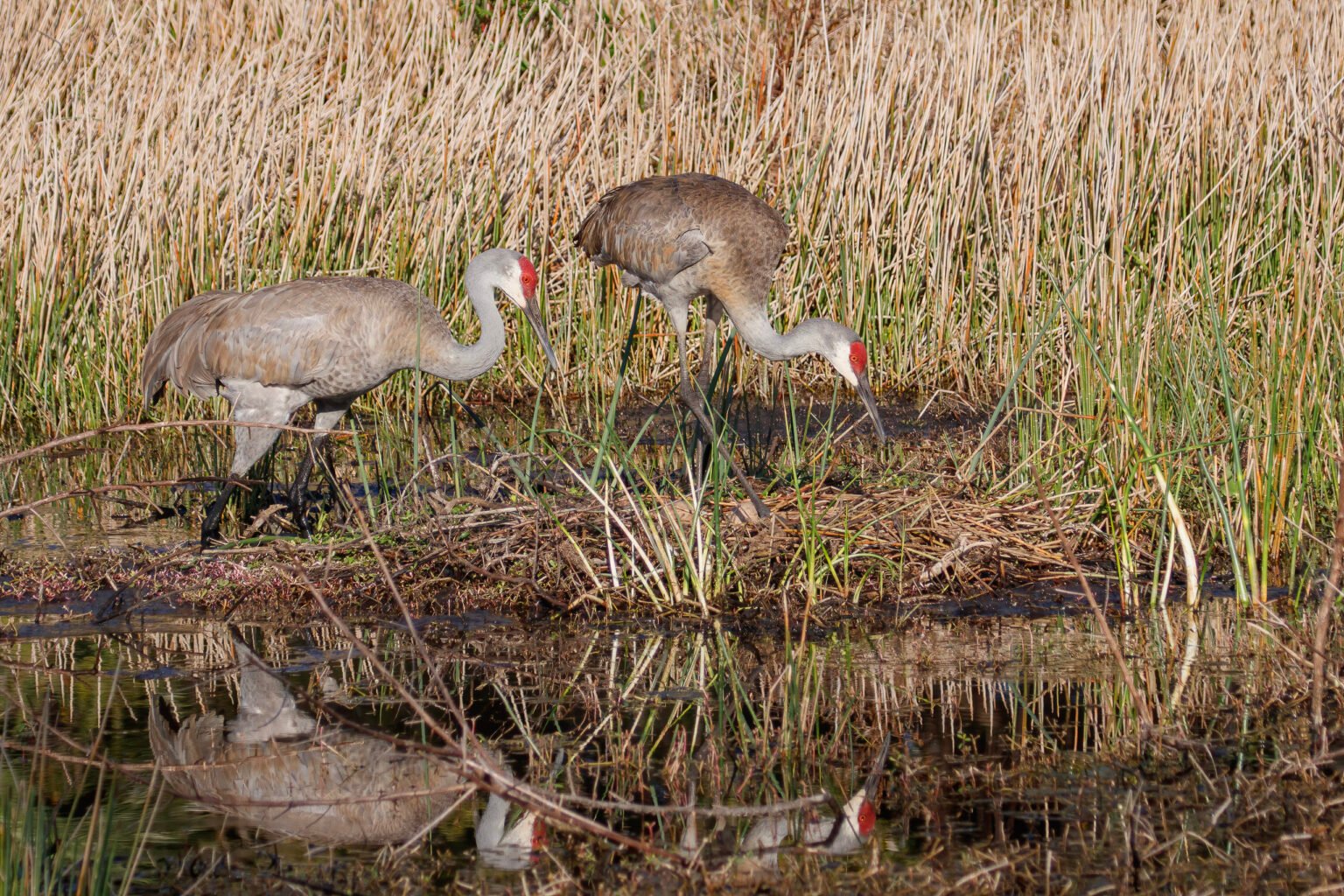 Sandhill Cranes Tending To Nest And Eggs