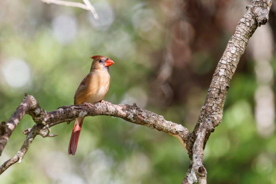 Cardinal Female Sitting On Tree Branch