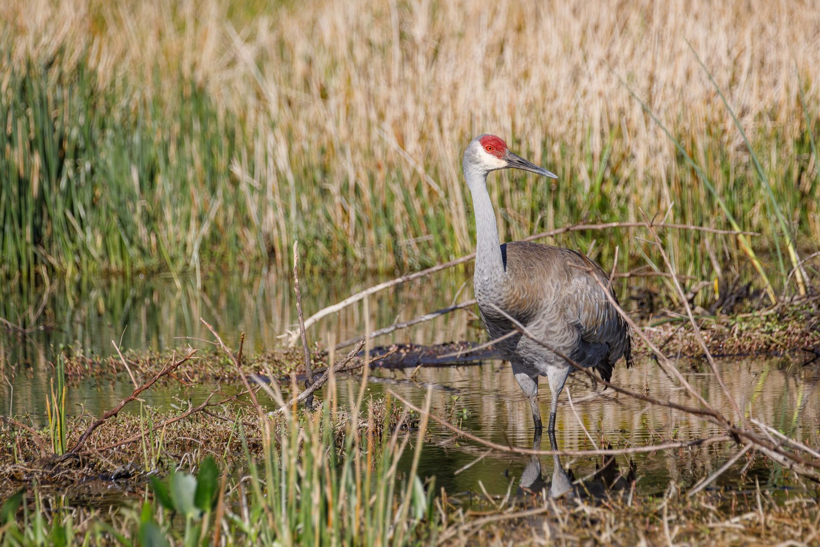 Sandhill Crane On Watch Near Nest