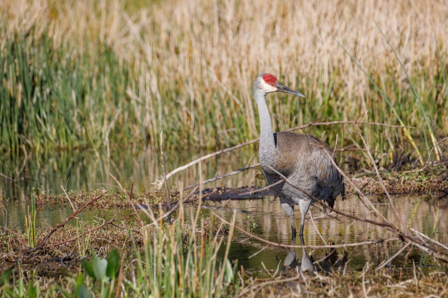Sandhill Crane On Watch Near Nest
