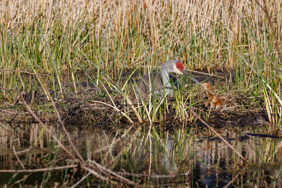 Sandhill Crane Sitting On Unhatched Egg While Nuzzling New Chick