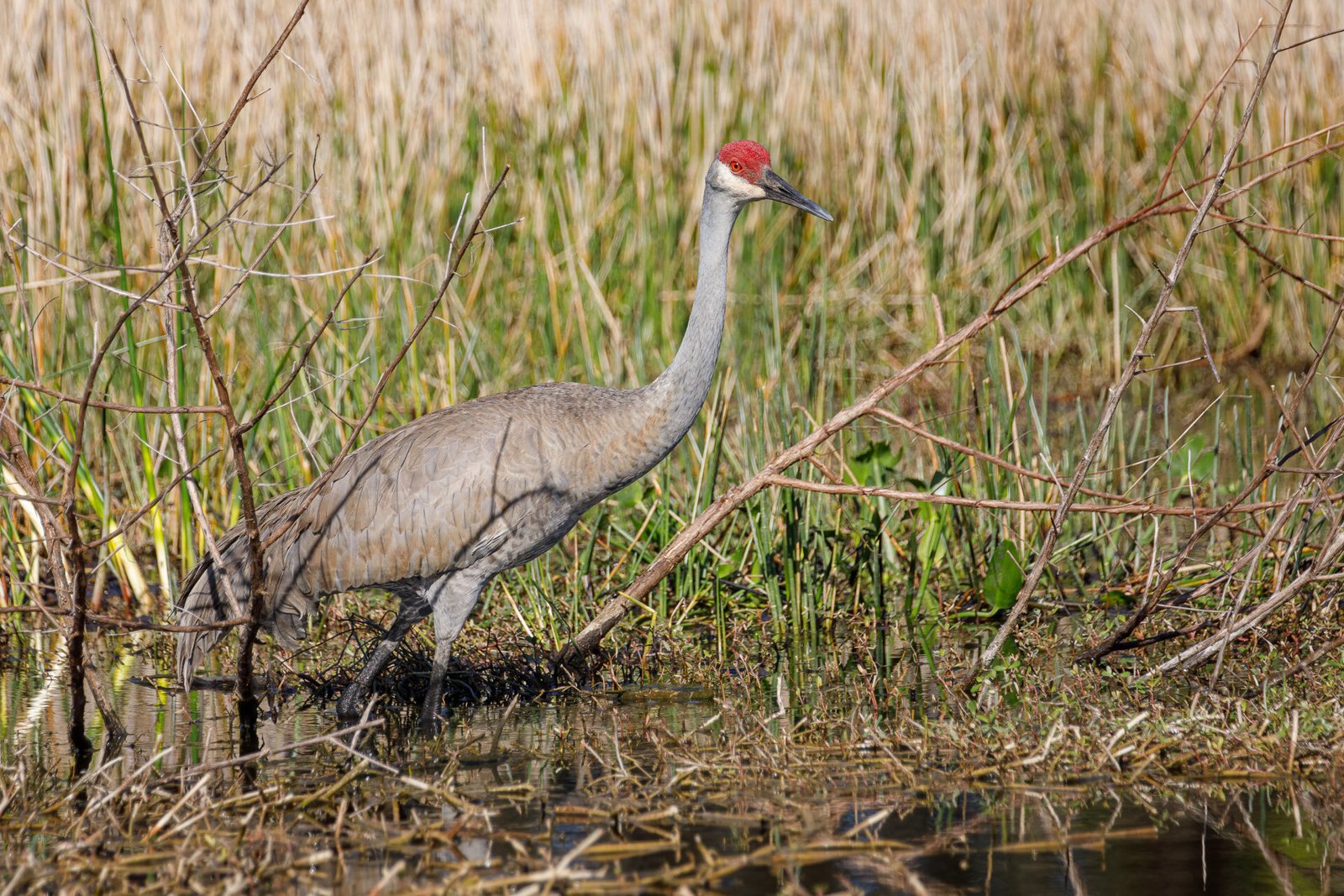 Sandhill Crane Walking Along Edge Of Small Pond