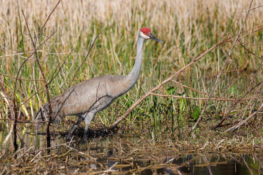 Sandhill Crane Walking Along Edge Of Small Pond