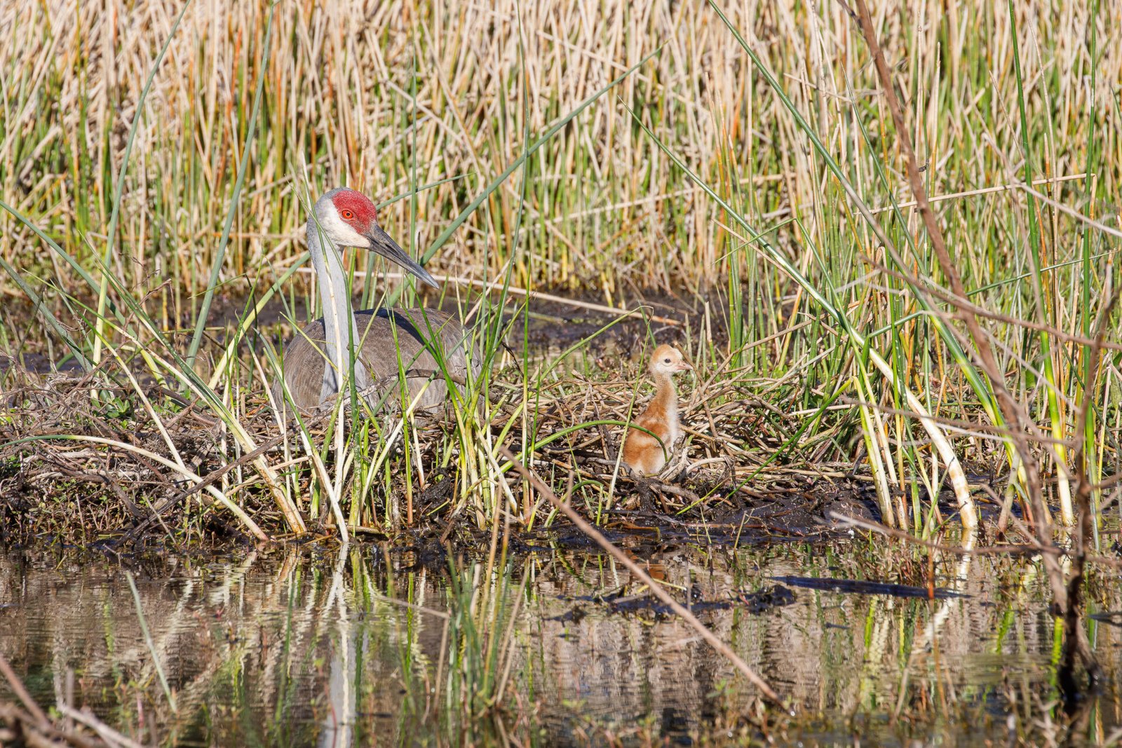 Sandhill Crane Watching New Chick Start To Walk