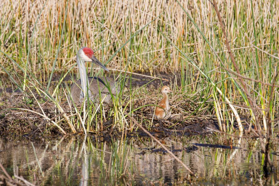 Sandhill Crane Watching New Chick Start To Walk