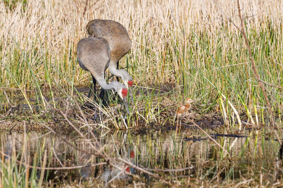 Sandhill Cranes Work Around Nest