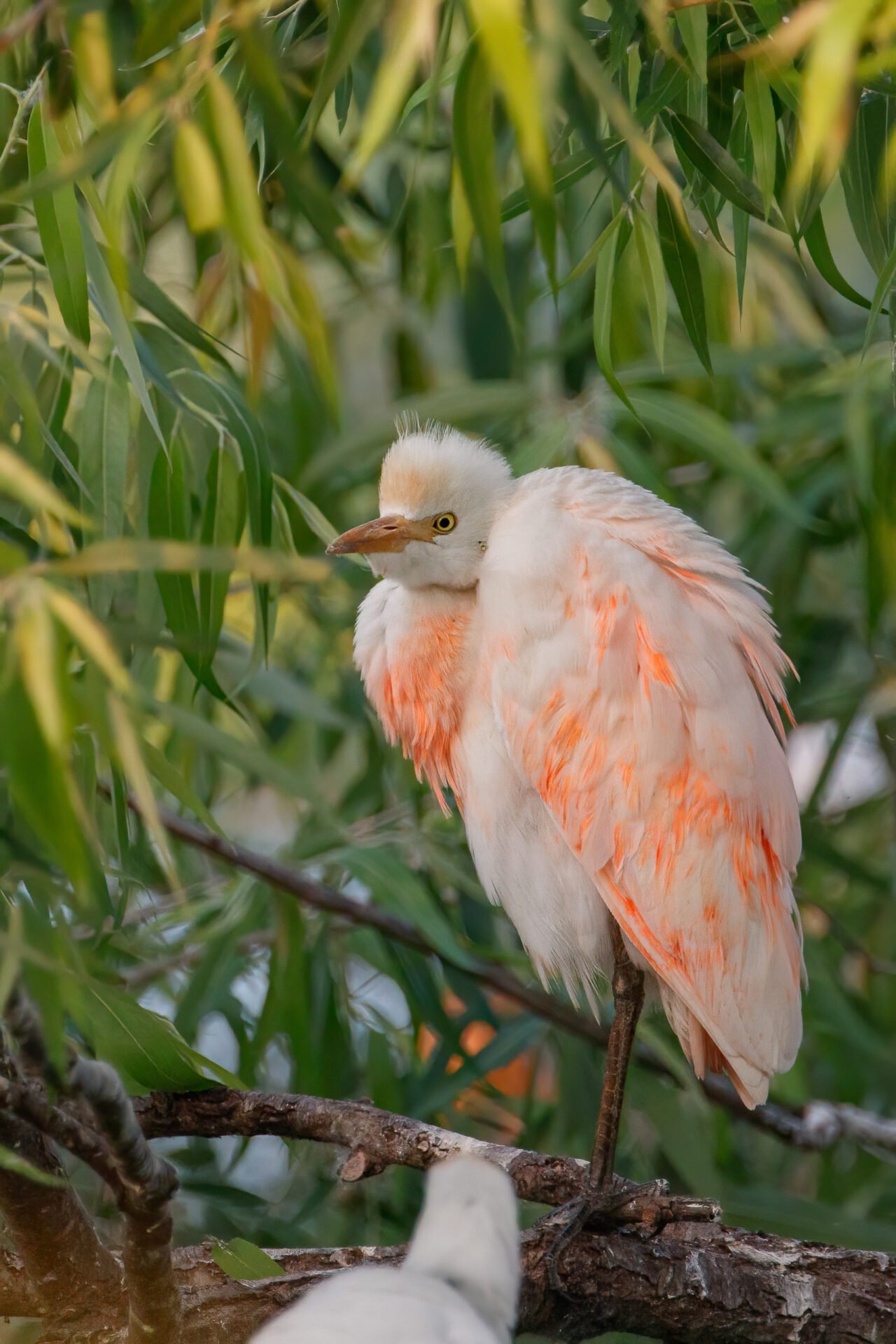 Cattle Egret Orange Breeding Plumage Resting In Bushes