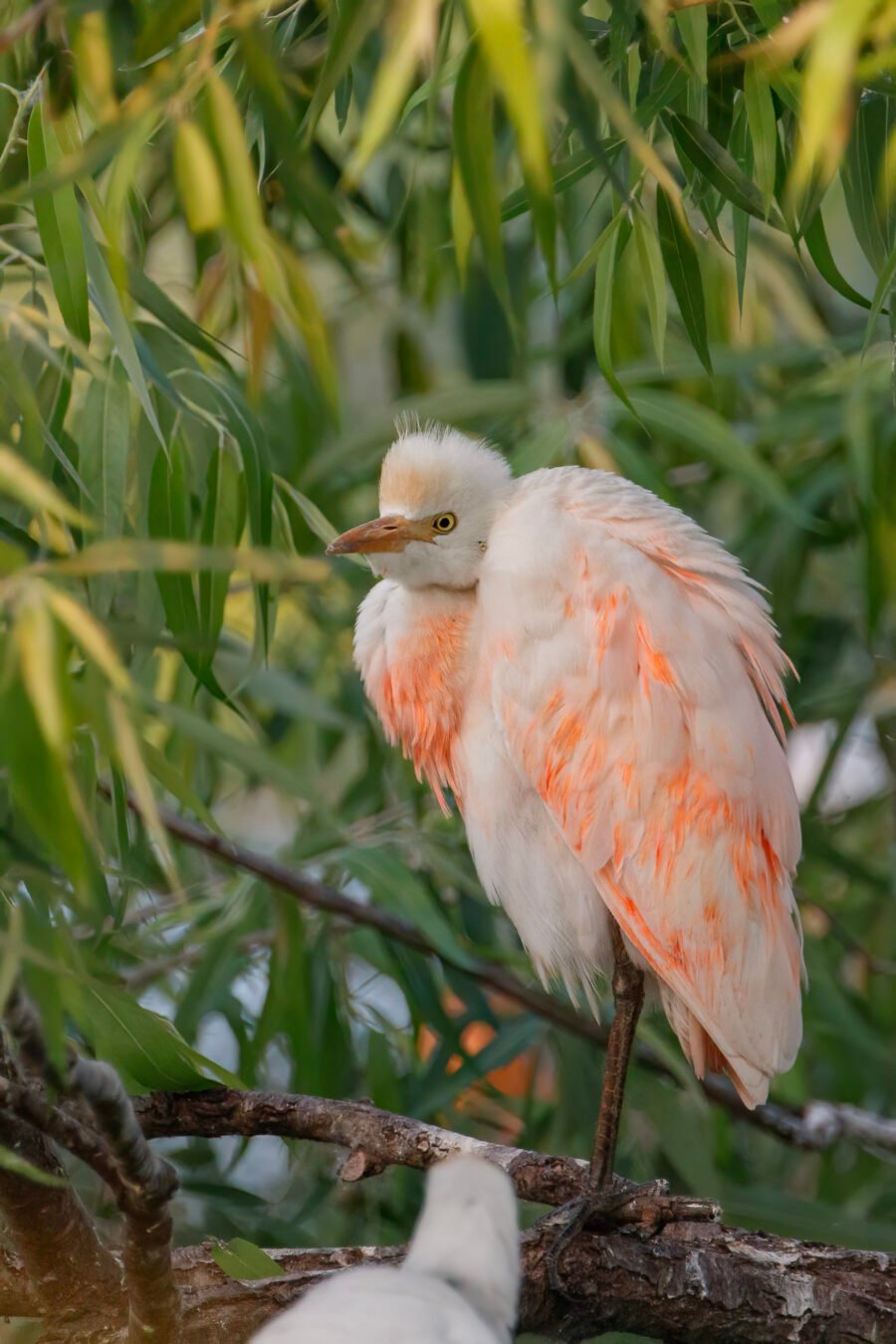 Cattle Egret Orange Breeding Plumage Resting In Bushes