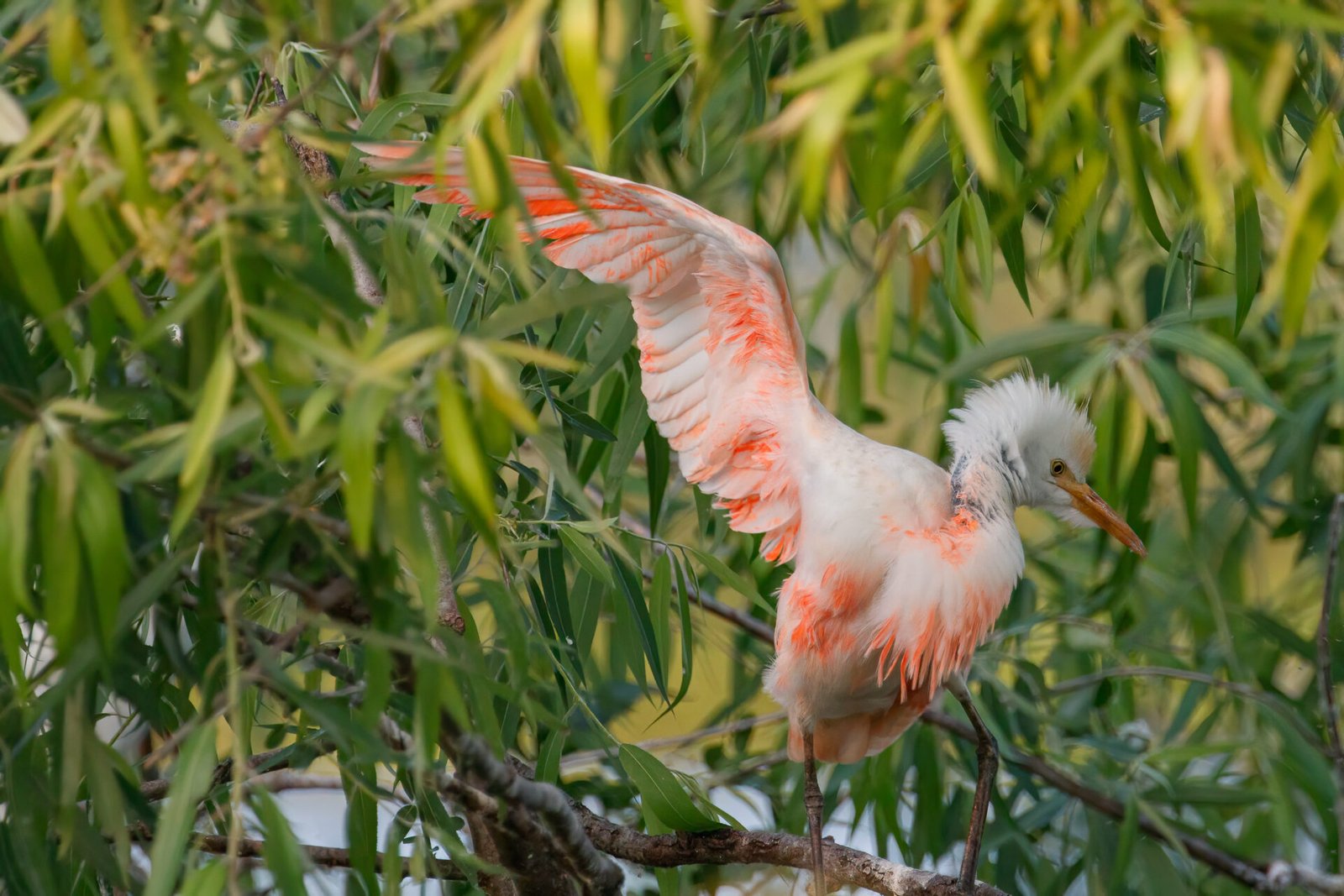 Cattle Egret Orange Breeding Plumage Stretching Wings