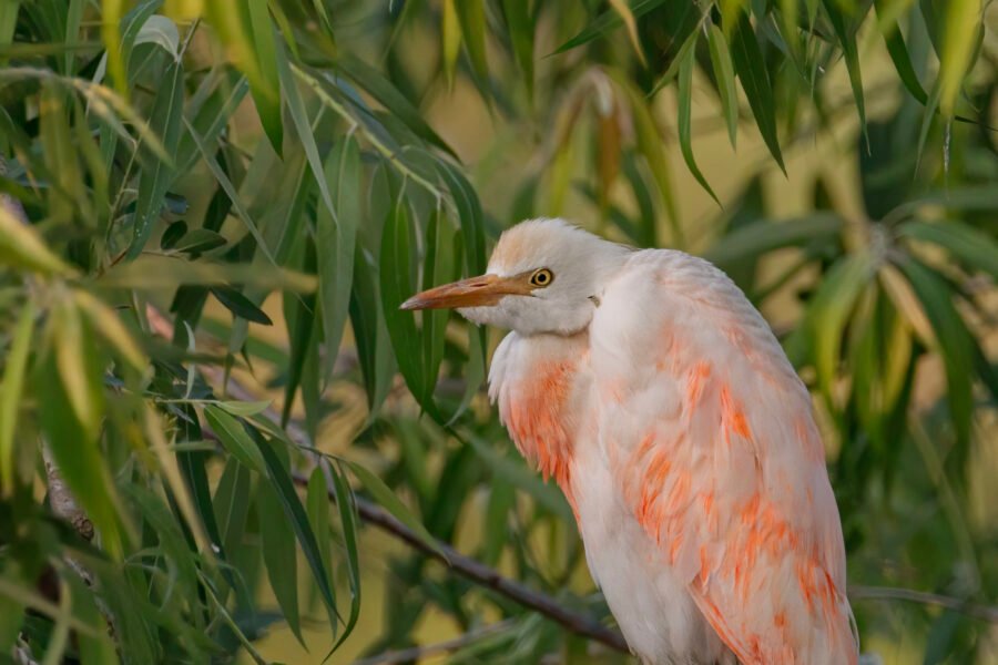 Cattle Egret Orange Breeding Plumage Portrait