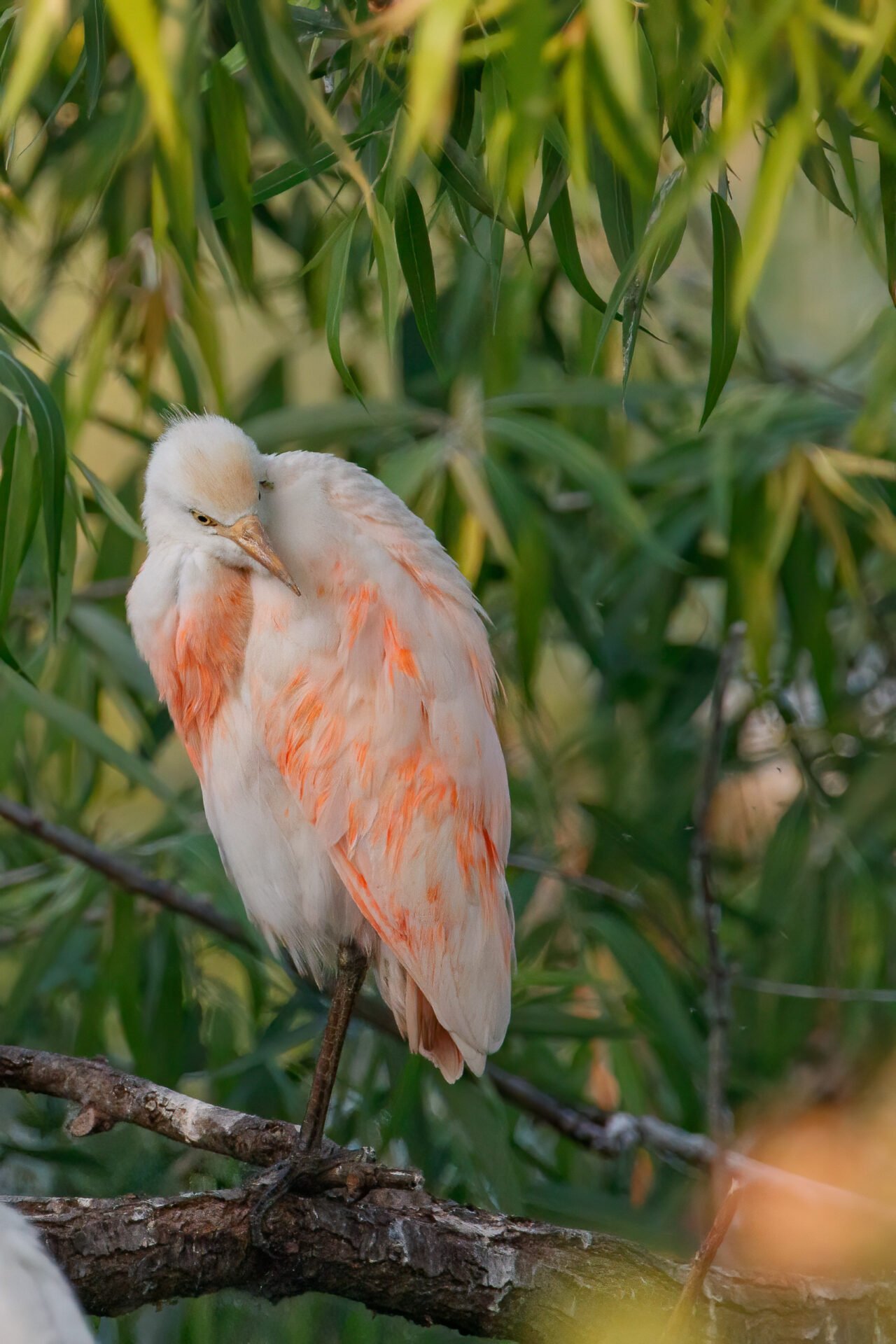 Cattle Egret Orange Breeding Plumage Preening