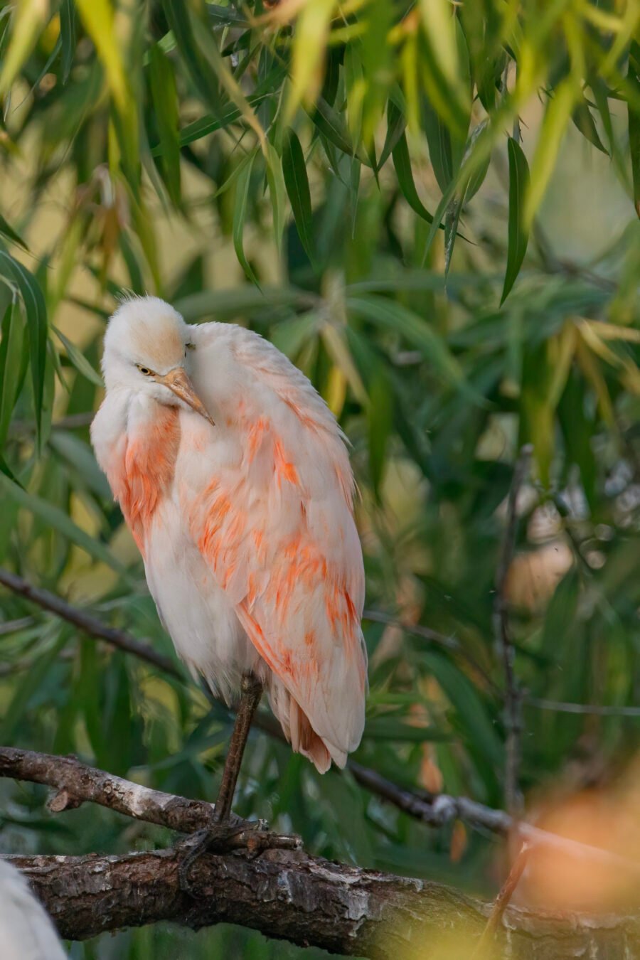 Cattle Egret Orange Breeding Plumage Preening