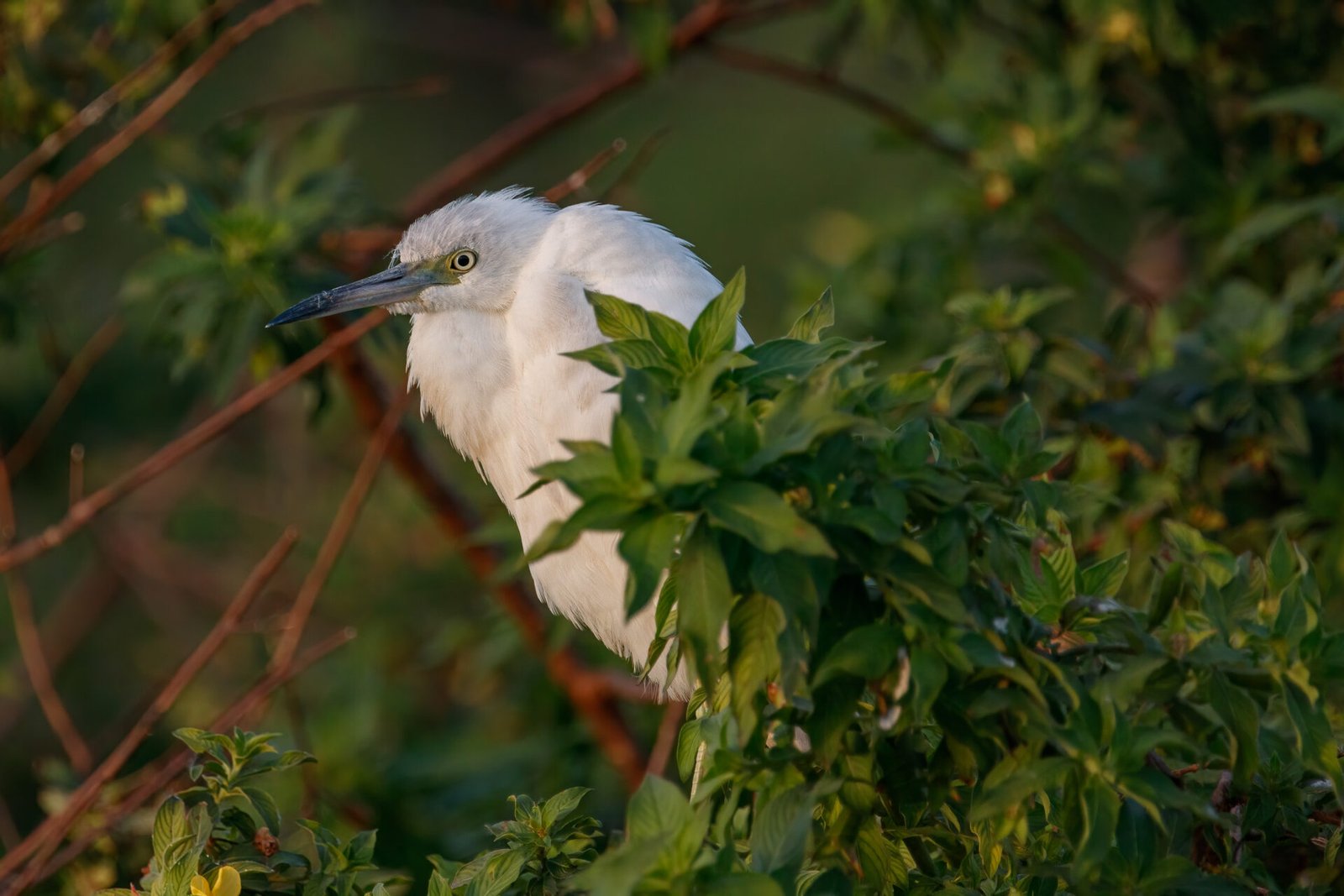 Juvenile Little Blue Heron Sitting In Bushes