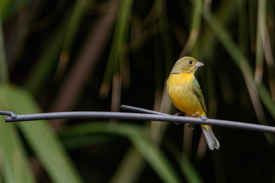 Female Painted Bunting On Perch