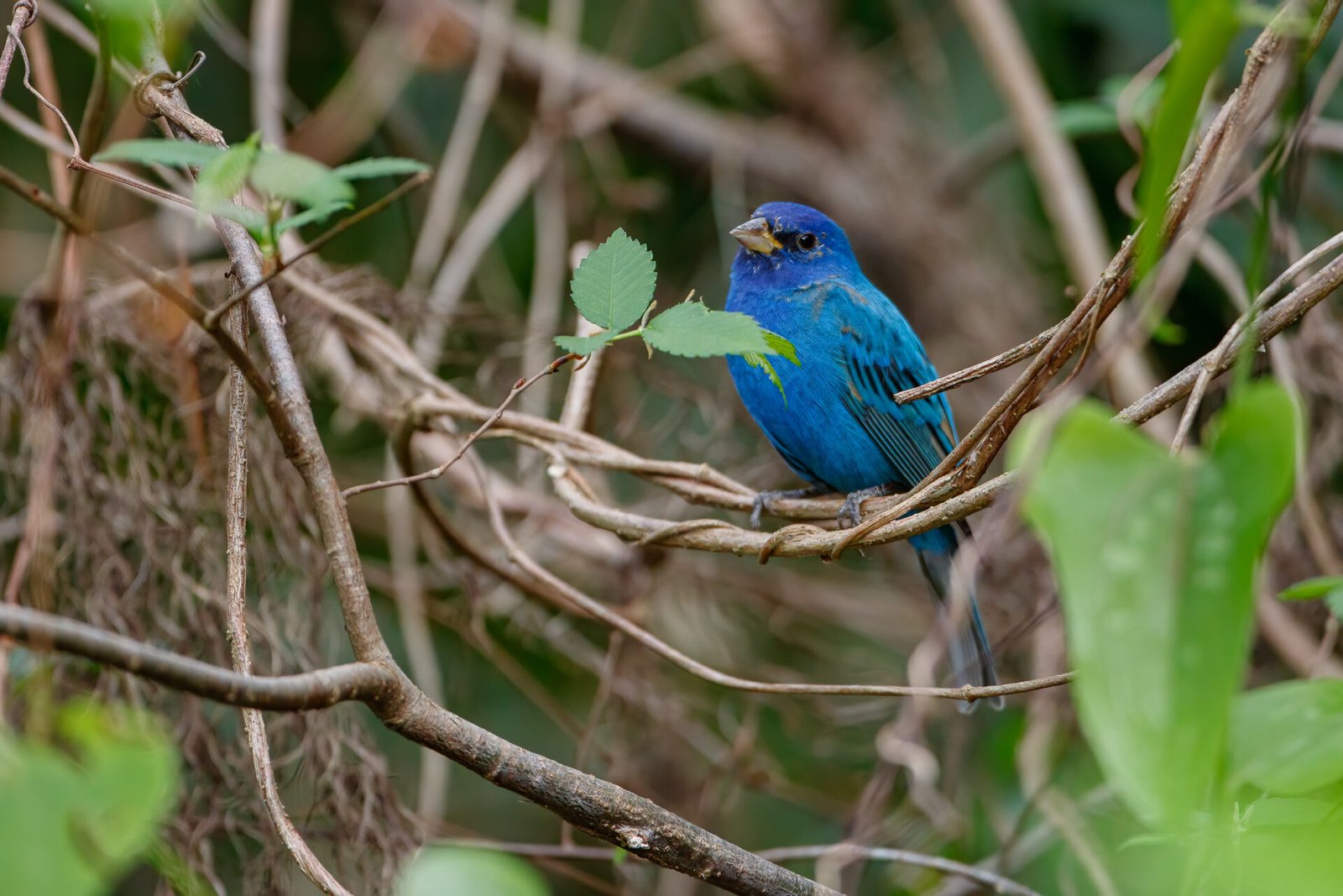 Indigo Bunting In Shrubs