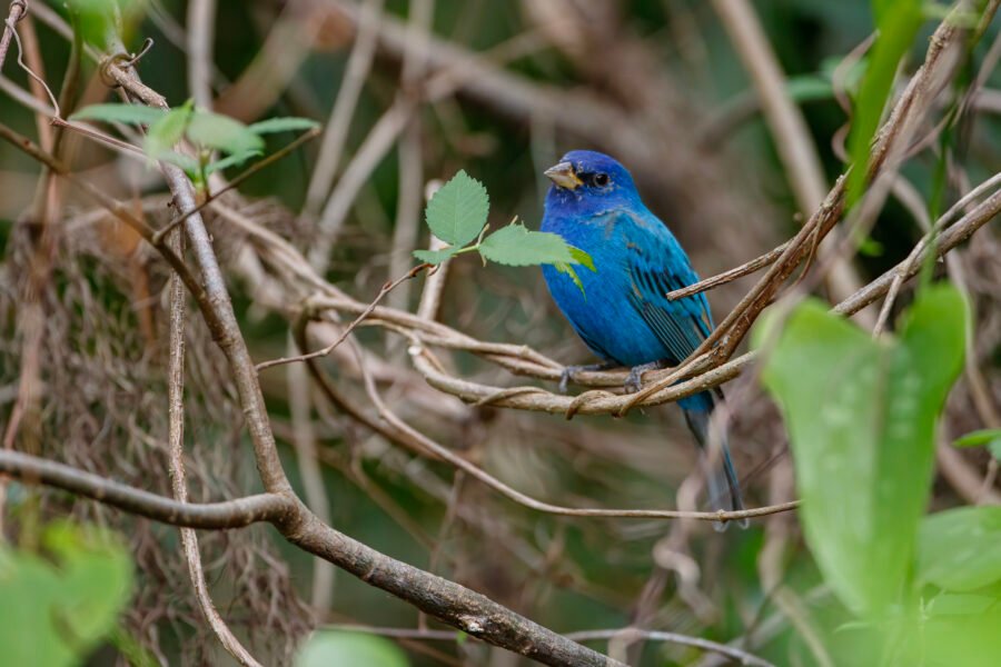 Indigo Bunting In Shrubs