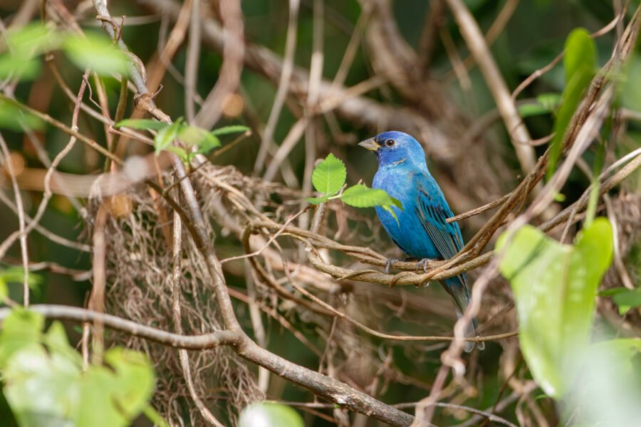 Indigo Bunting Resting