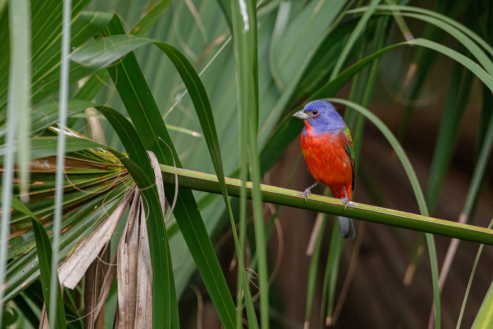 Painted Bunting Male On Palmetto Branch