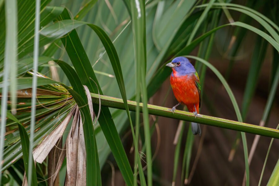 Painted Bunting Male On Palmetto Branch