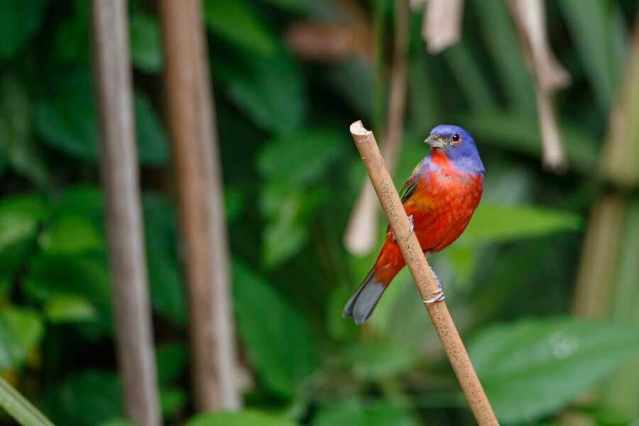 Painted Bunting Male Perched On Palmetto Branch