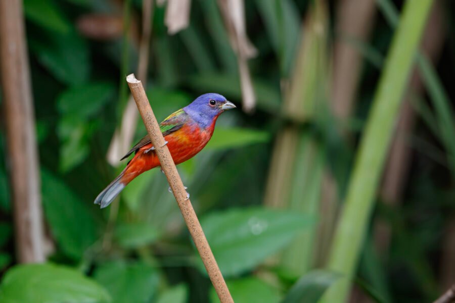 Painted Bunting Male Resting On Palmetto Branch