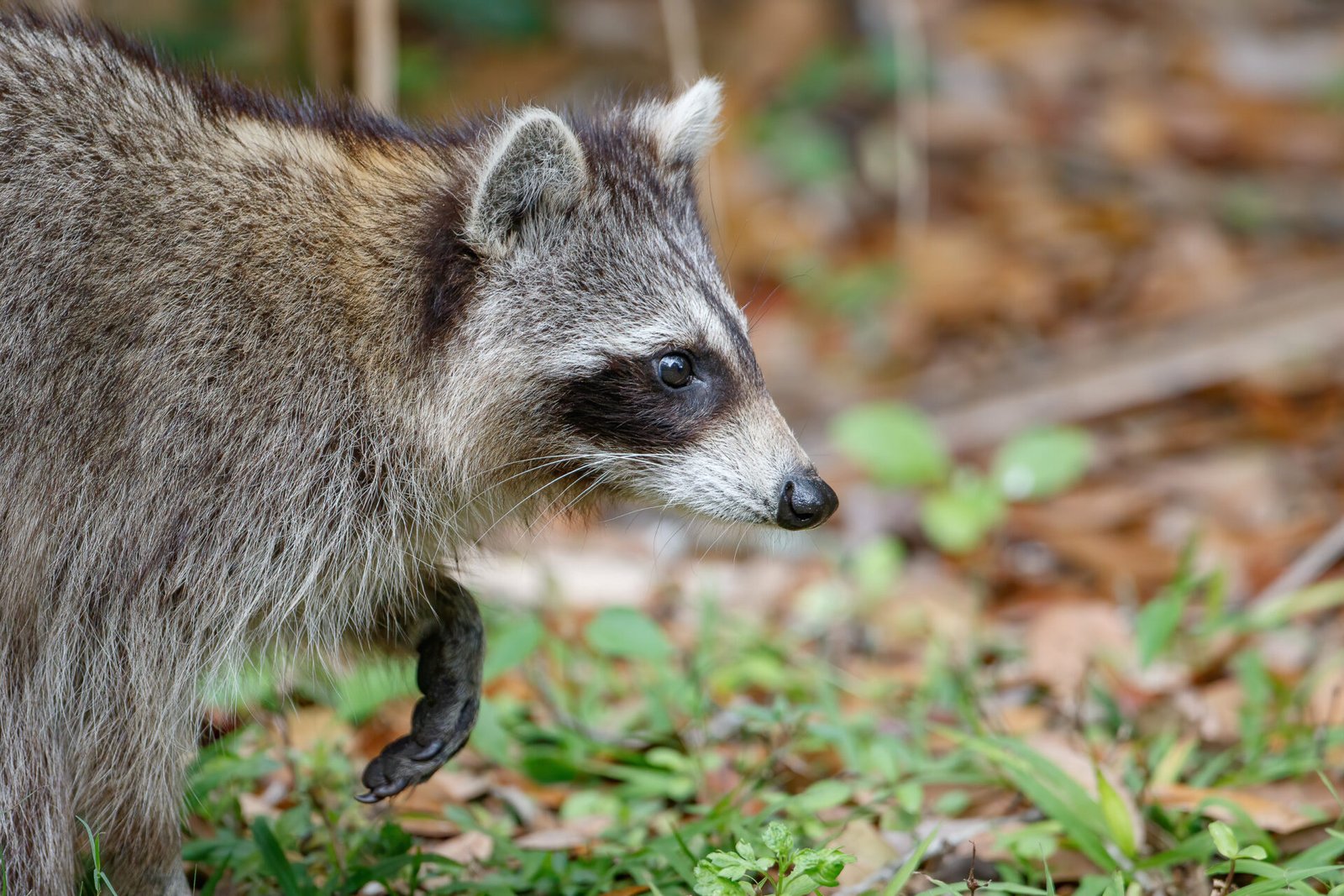 Raccoon Close Up Walking To Right