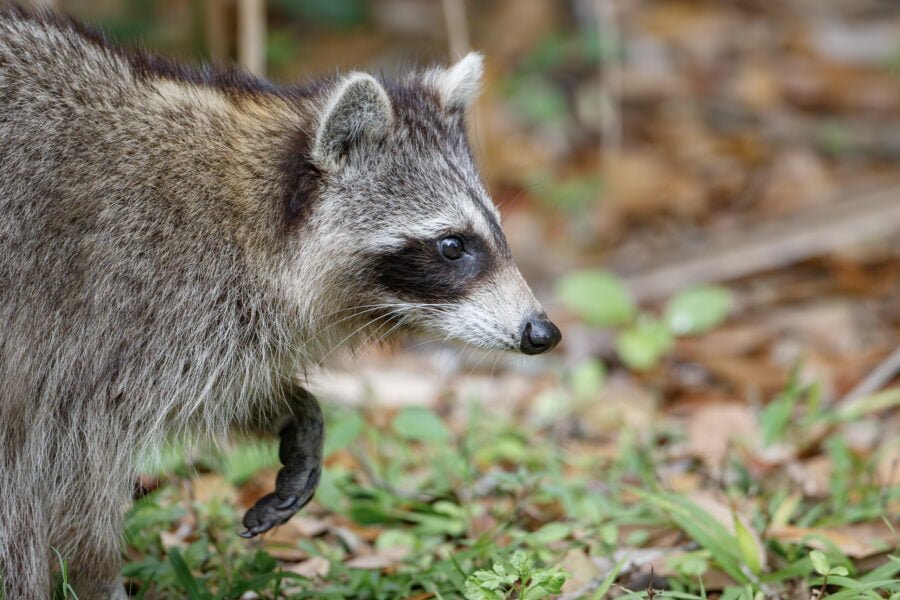 Raccoon Close Up Walking To Right