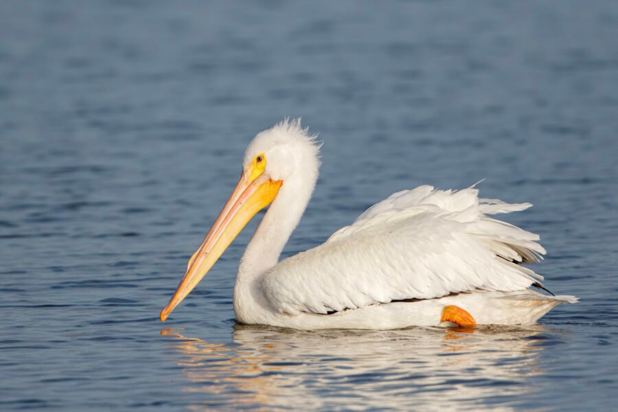 White Pelican On Water