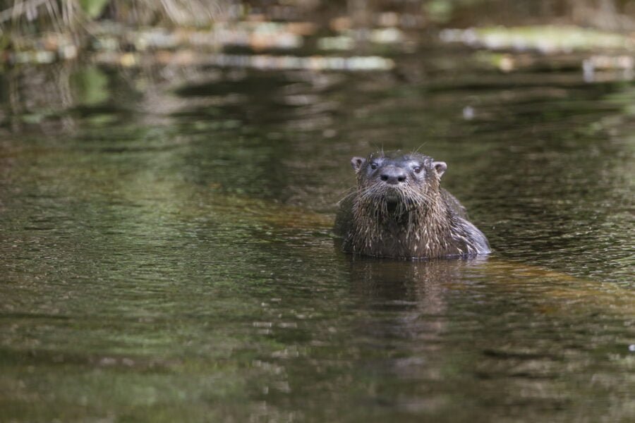 River Otter Swimming Up To Fallen Tree