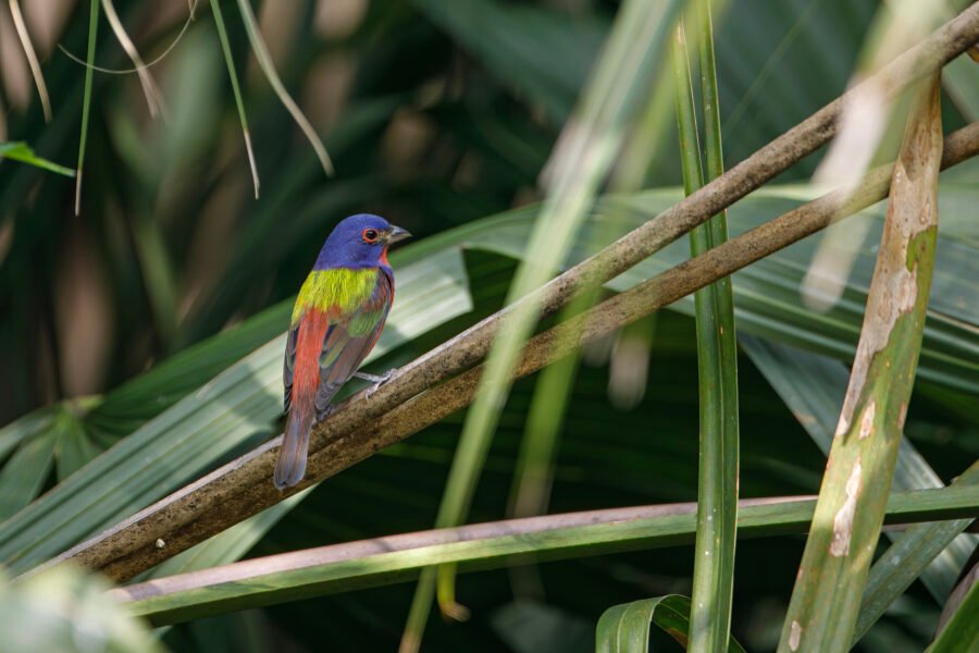 Painted Bunting Male Facing Backwards On Branch
