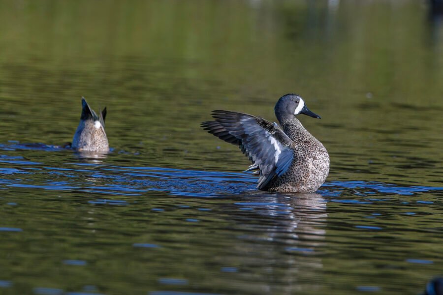 Blue Winged Teal Male Flapping Wings