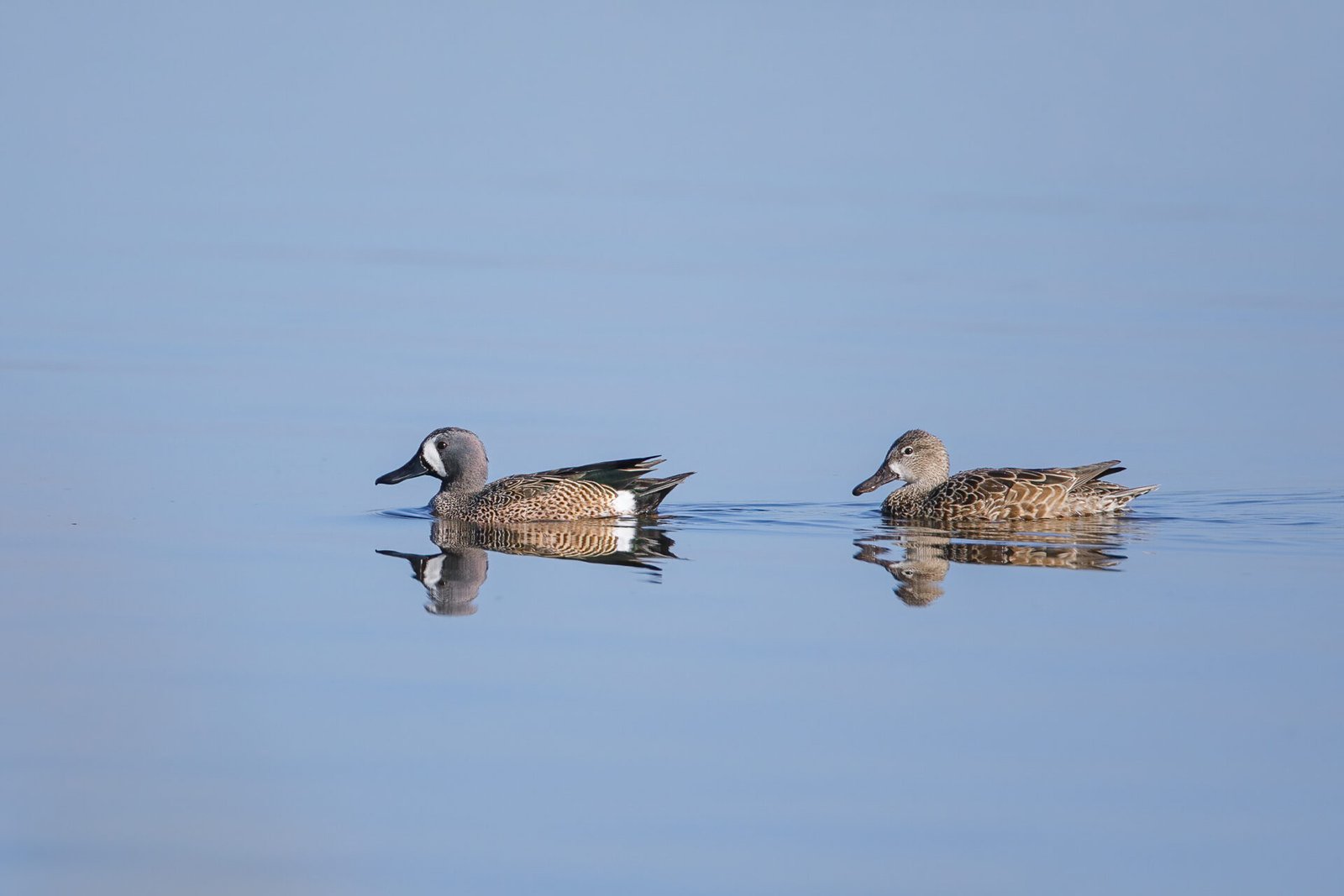 Blue Winged Teal Pair Swimming With Reflection