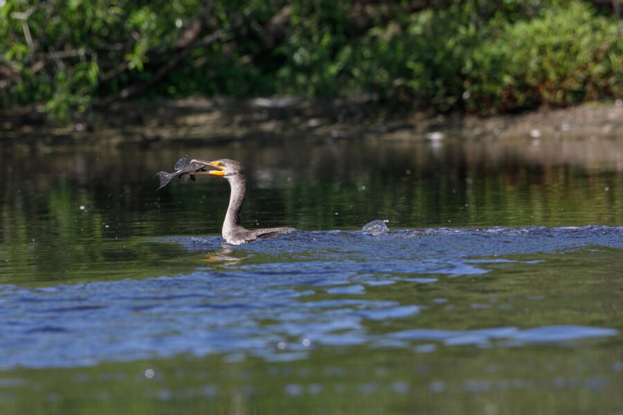 Double Crested Cormorant Eating Tilapia Fish