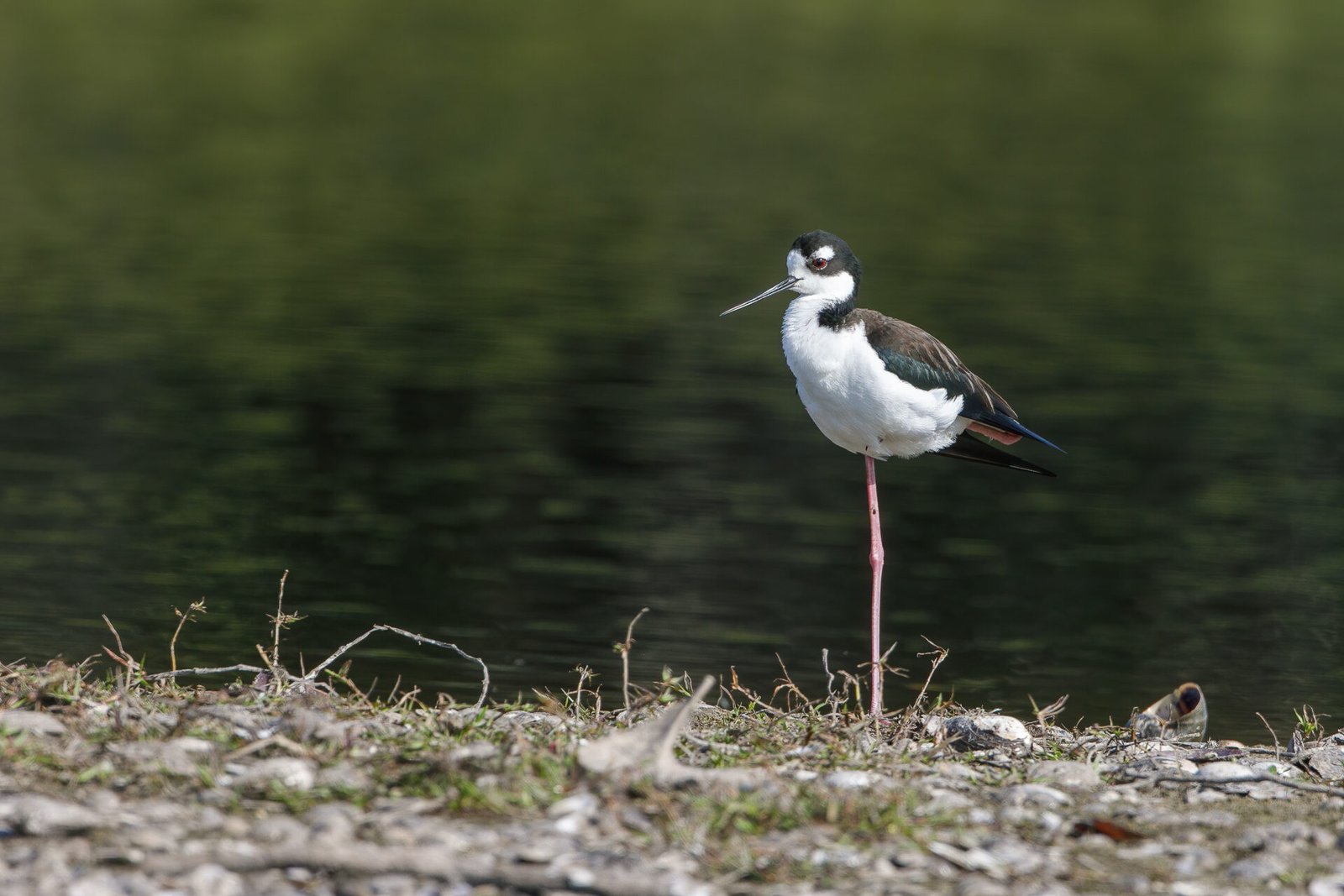 Black Necked Stilt Standing On One Leg Near Water