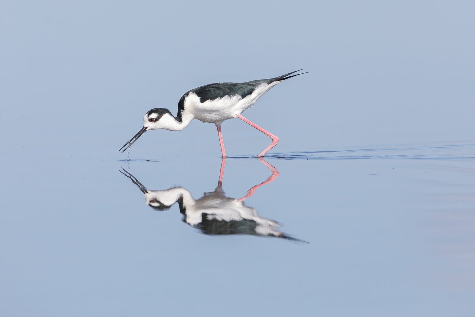Black Necked Stilt Walking Crouched Through Water With Reflection