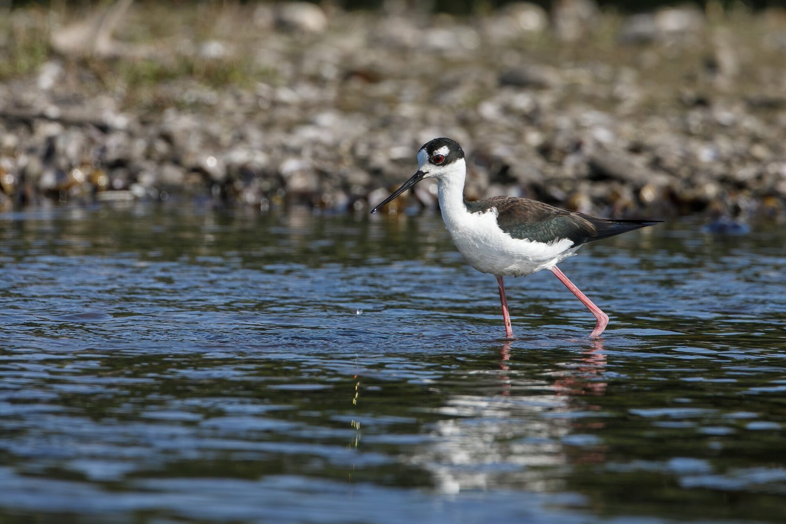Black Necked Stilt Walking In Water Along Shore