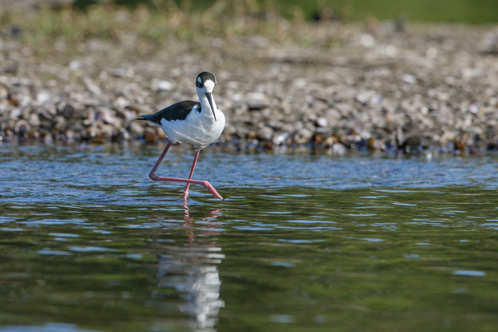 Black Necked Stilt Walking Sideways In Water