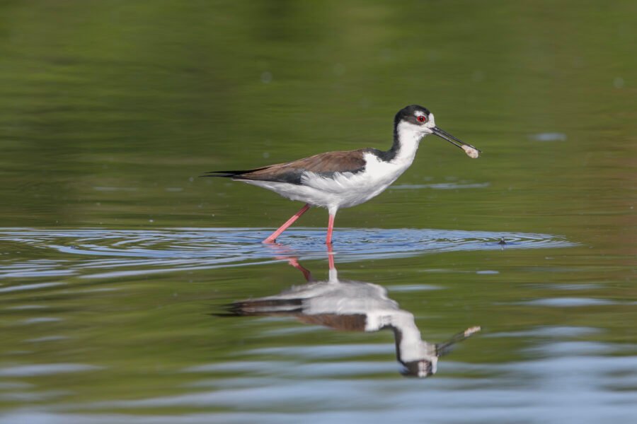 Black Necked Stilt Walking Through Water With Snail Meat